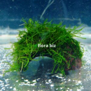 Java moss on coconut shell aquarium india — FloraBiz Coco Moss natural handcrafted decoration for freshwater planted tanks