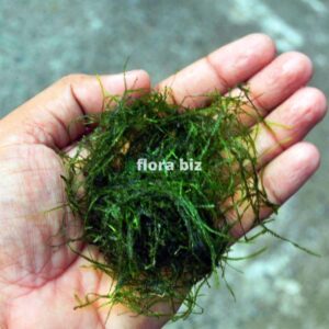 Java Moss aquarium plant Taxiphyllum Barbieri with soft tangled bright green moss structure attached to driftwood in planted aquarium