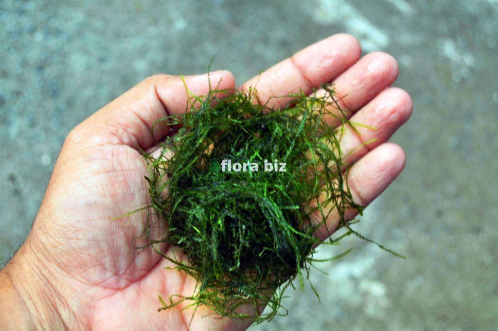 Java Moss – Taxiphyllum Barbieri Freshwater Aquarium Plant India Java Moss aquarium plant Taxiphyllum Barbieri with soft tangled bright green moss structure attached to driftwood in planted aquarium