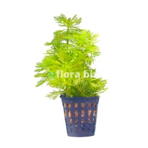 limnophila aquatica aquarium plant giant ambulia feathery bright green whorled leaves fast growing background stem freshwater planted tank florabiz