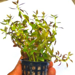 limnophila aromatica aquarium plant aromatic stem green tops purple undersides coloured freshwater planted tank florabiz