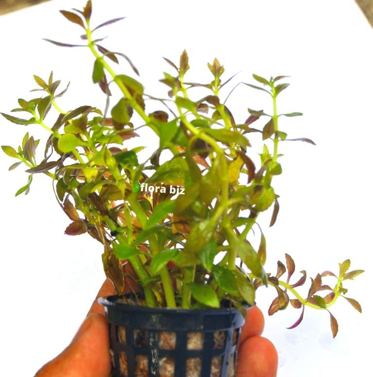 Limnophila Aromatica Mini – Compact Aromatic Stem Aquarium Plant FloraBiz limnophila aromatica mini aquarium plant compact aromatic green purple leaves midground stem freshwater planted tank florabiz