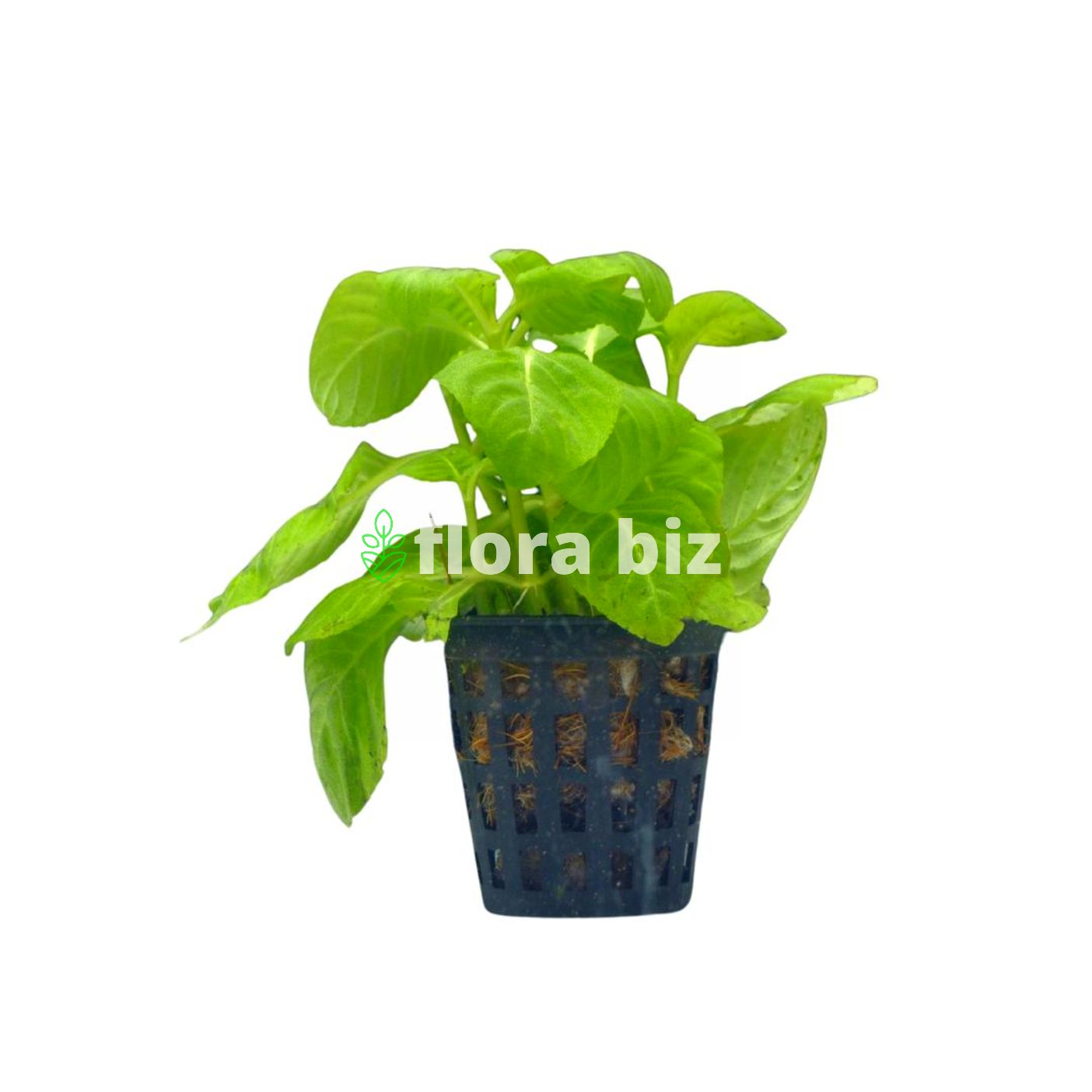 limnophila sp. rugosa limnophila sp. rugosa