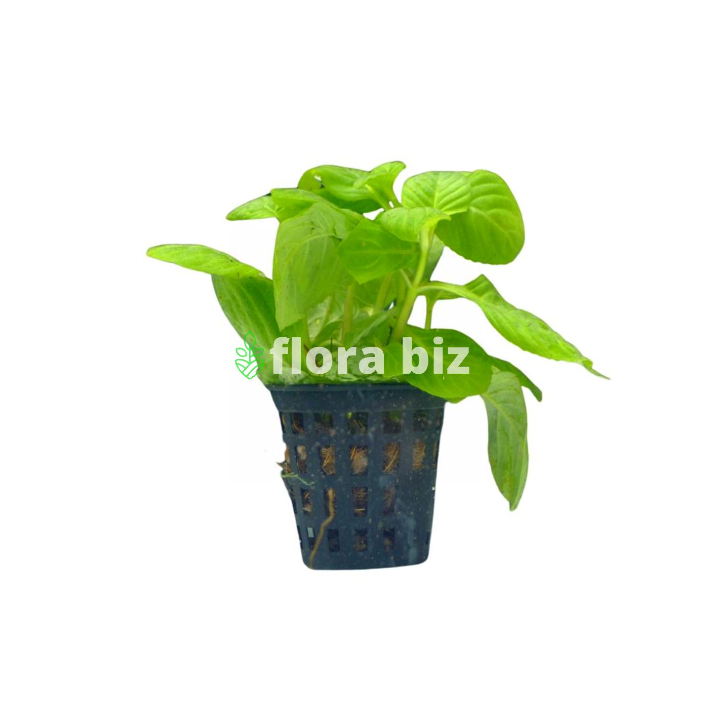 limnophila sp. rugosa limnophila sp. rugosa