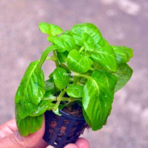 limnophila rugosa aquarium plant rare textured wrinkled unique coloured leaves background stem freshwater planted tank florabiz