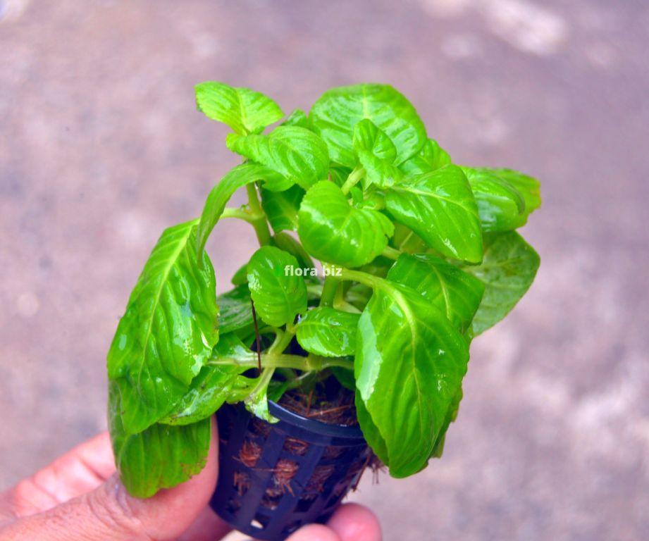 Limnophila Rugosa – Rare Wrinkled Texture Stem Aquarium Plant FloraBiz limnophila rugosa aquarium plant rare textured wrinkled unique coloured leaves background stem freshwater planted tank florabiz
