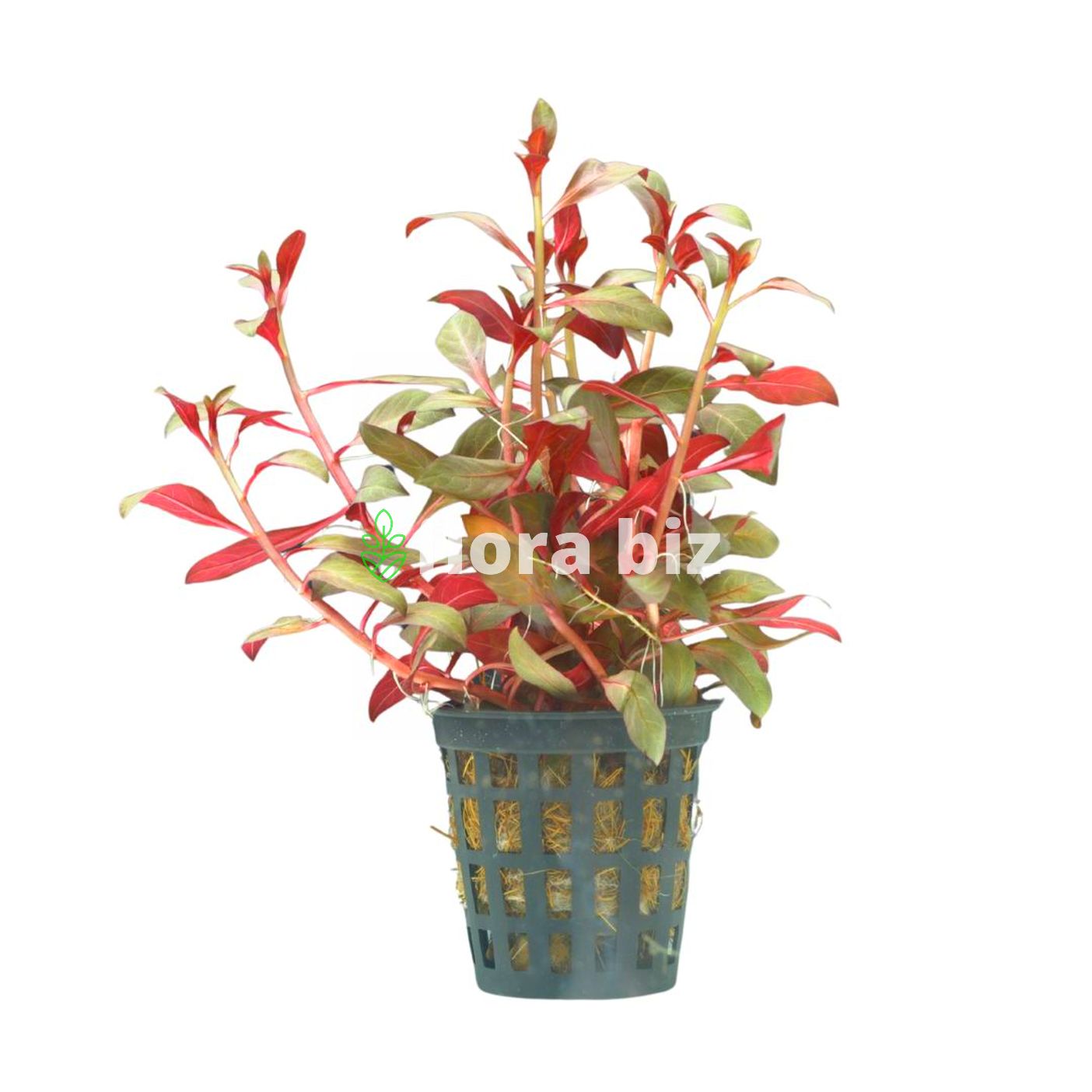 ludwigia glandulosa ludwigia glandulosa