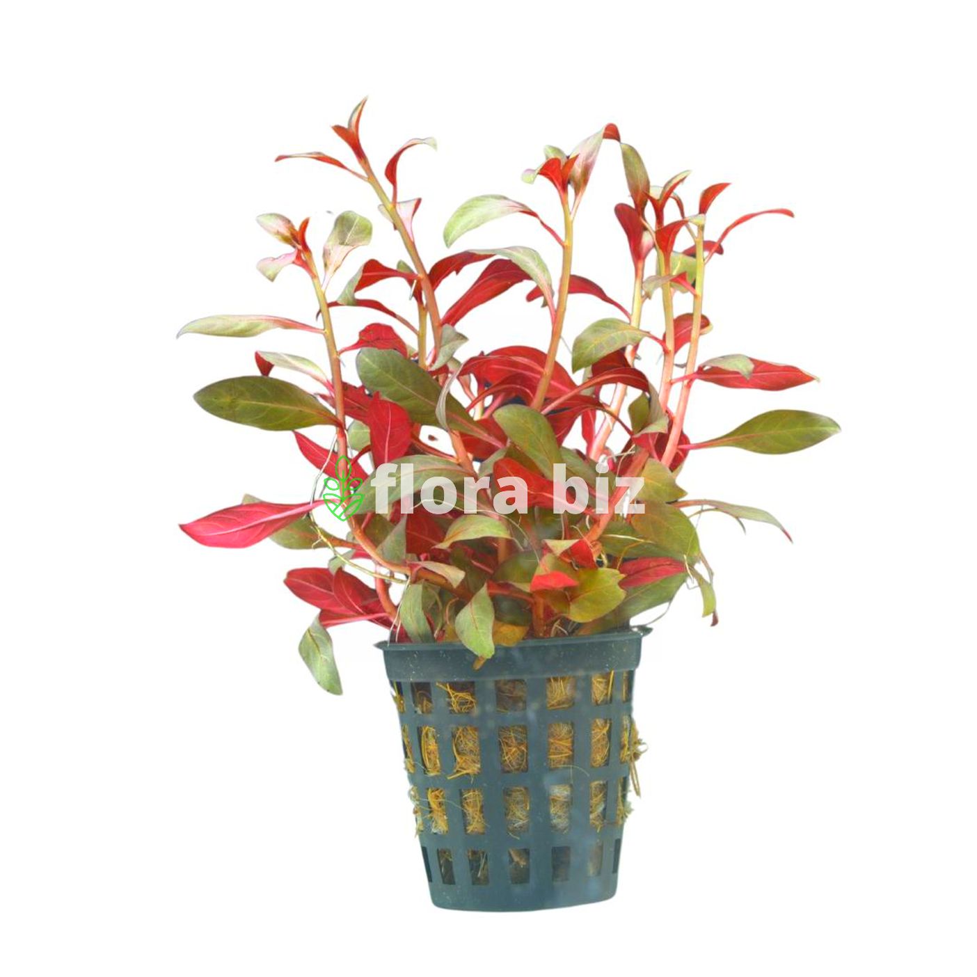 ludwigia glandulosa ludwigia glandulosa
