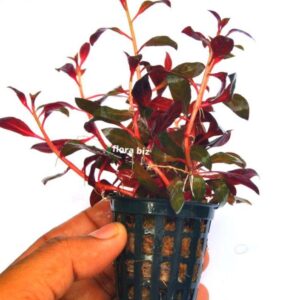 Ludwigia Glandulosa Aquarium Plant – Deep Red Purple Stem FloraBiz