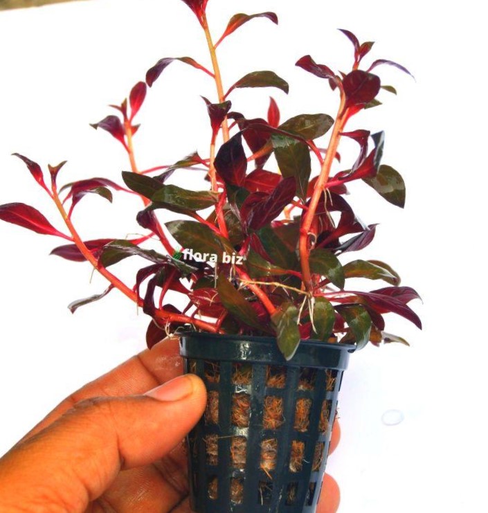 ludwigia glandulosa aquarium plant deep red purple dark dramatic leaves coloured background stem freshwater planted tank florabiz Ludwigia Glandulosa Aquarium Plant – Deep Red Purple Stem FloraBiz