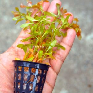 Home ludwigia inclinata aquarium plant rare star-shaped leaf whorls green red stunning background stem freshwater planted tank florabiz
