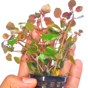 ludwigia mini super red aquarium plant vivid bright red compact leaves coloured stem freshwater planted tank florabiz