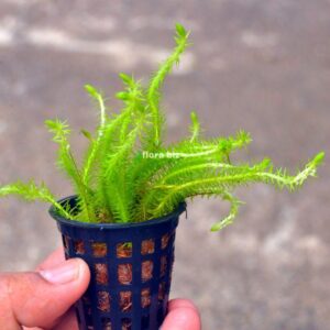 Home mayaca fluviatilis aquarium plant stream bogmoss delicate fine feathery leaves natural shrimp tank freshwater planted tank florabiz