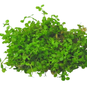 micranthemum monte carlo aquarium plant small round bright green leaves dense carpet foreground freshwater planted tank florabiz