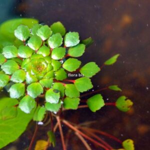 mosaic plant aquarium ludwigia sedioides geometric diamond-shaped leaf rosettes unique floating freshwater pond aquarium florabiz