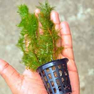 myriophyllum green aquarium plant green milfoil feathery whorled leaves oxygenator background freshwater planted tank florabiz