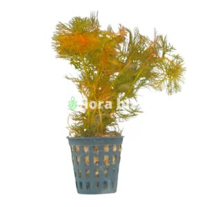 myriophyllum red aquarium plant red milfoil reddish feathery whorled leaves coloured background freshwater planted tank florabiz