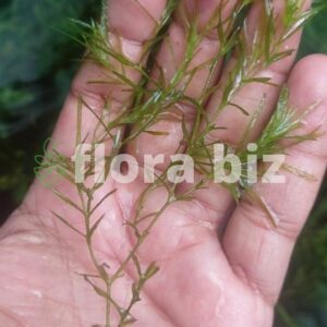 guppy grass najas aquarium plant guppy grass fine hair-like green leaves breeding fry shelter guppy shrimp freshwater tank florabiz