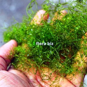 Nitella aquarium plant with delicate fine green branches ideal for shrimp tank and planted aquarium