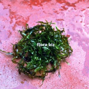 Pellia Moss aquarium plant with flat ribbon-like deep rich green thallus forming natural cushion in planted tank