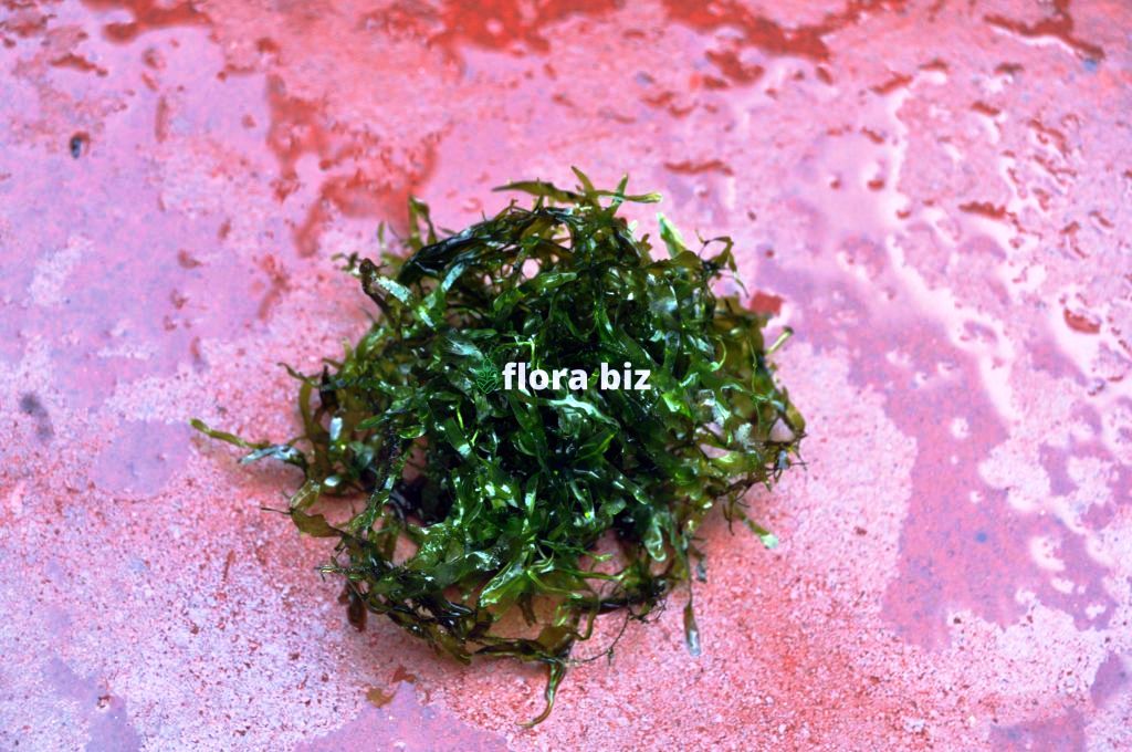 Pellia Moss – Monosolenium Tenerum Rare Freshwater Aquarium Plant India Pellia Moss aquarium plant with flat ribbon-like deep rich green thallus forming natural cushion in planted tank