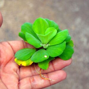 Home pistia stratiotes aquarium plant rosette water lettuce velvety ribbed leaves floating rosette freshwater pond aquarium florabiz