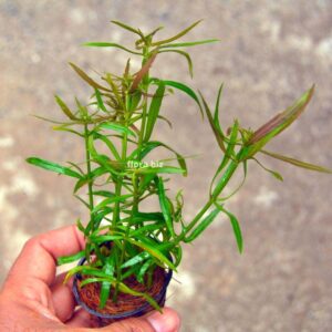 pogostemon stellatus aquarium plant star grass star-shaped green whorled leaves unique background stem freshwater planted tank florabiz