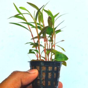 polygonum pink aquarium plant fast growing pink green bi-coloured leaves background stem freshwater planted tank florabiz