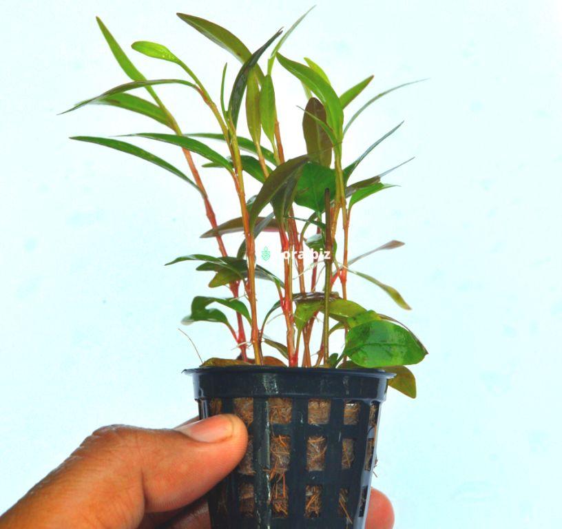 Polygonum Sp Pink – Green Pink Bi-Coloured Stem Aquarium Plant FloraBiz polygonum pink aquarium plant fast growing pink green bi-coloured leaves background stem freshwater planted tank florabiz
