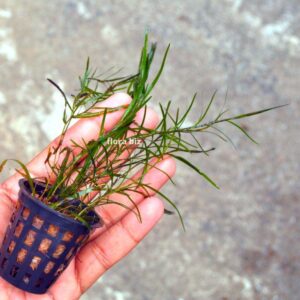 potamogeton gayi aquarium plant narrow leaf pondweed fine bright green leaves elegant background freshwater planted tank florabiz