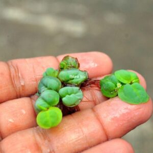 red root floater aquarium plant phyllanthus fluitans bright red roots green leaves floating freshwater shrimp tank florabiz