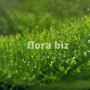 Home riccia moss aquarium plant bright green floating freshwater aquarium shrimp tank liverwort florabiz