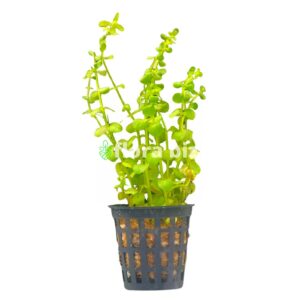 rotala green aquarium plant bright green small round leaves slender stems background freshwater planted tank florabiz
