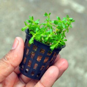 rotala nanjenshan aquarium plant rare narrow pink red leaves flowing background stem freshwater planted tank florabiz