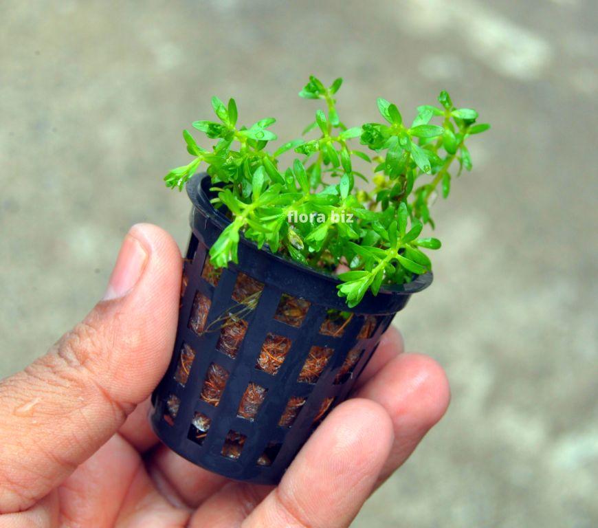 Rotala Nanjenshan – Rare Narrow Pink Red Stem Aquarium Plant FloraBiz rotala nanjenshan aquarium plant rare narrow pink red leaves flowing background stem freshwater planted tank florabiz