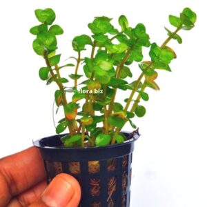 rotala pink aquarium plant beautiful pink coloured small leaves slender stems background freshwater planted tank florabiz