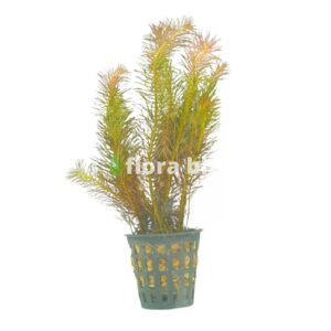 rotala wallichii aquarium plant delicate fine needle-like pink red leaves background stem freshwater planted tank florabiz