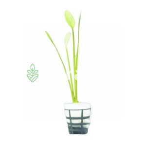 Home Sagittaria Graminea aquarium plant with narrow bright green slightly translucent leaves growing in neat upright clusters in planted tank foreground