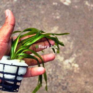 Home vallisneria jungle val aquarium plant tall dramatic background long broad ribbon green leaves freshwater planted tank florabiz