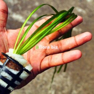 Home vallisneria nana aquarium plant dwarf vallisneria compact foreground grass freshwater planted tank florabiz