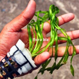 Home vallisneria spiralis aquarium plant easy background long narrow straight green leaves freshwater planted tank florabiz