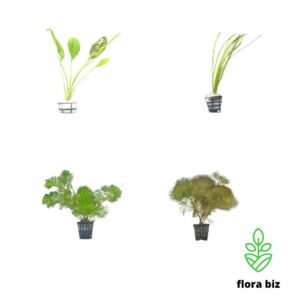 background aquatic plants