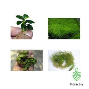 easy aquatic plants
