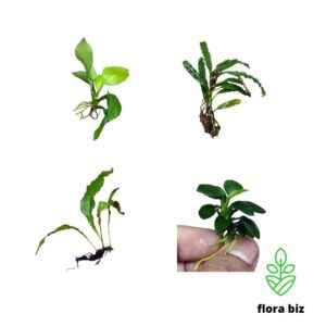 epiphyte aquatic plants