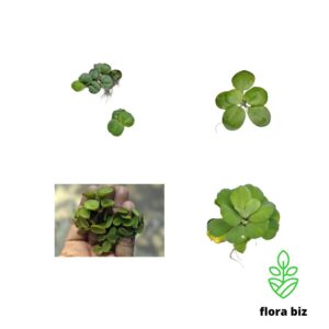 floating aquatic plants