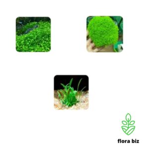 foreground aquatic plants