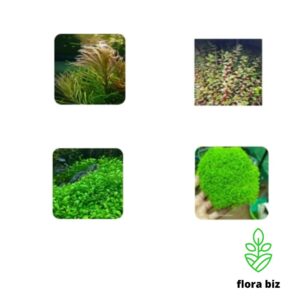 hard aquatic plants