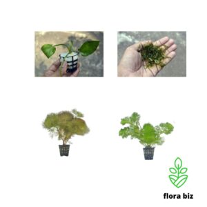 medium aquatic plants