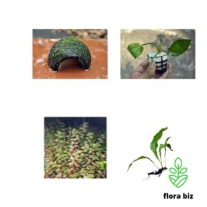 midground aquatic plants