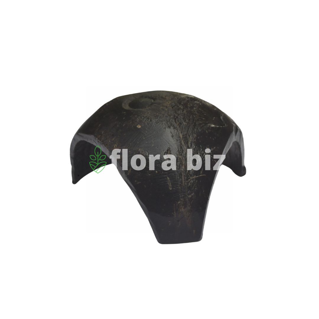 florabiz coco tri leg — natural coconut shell aquarium plant base florabiz coco tri leg — natural coconut shell aquarium plant base